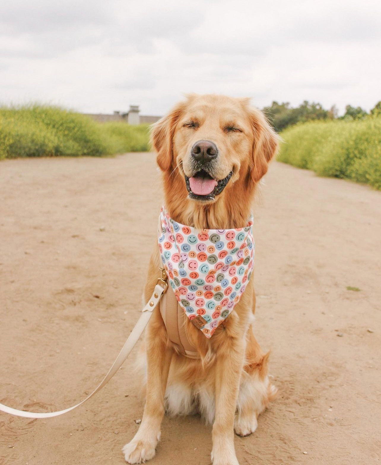 golden retriever hats – Derpy Danas